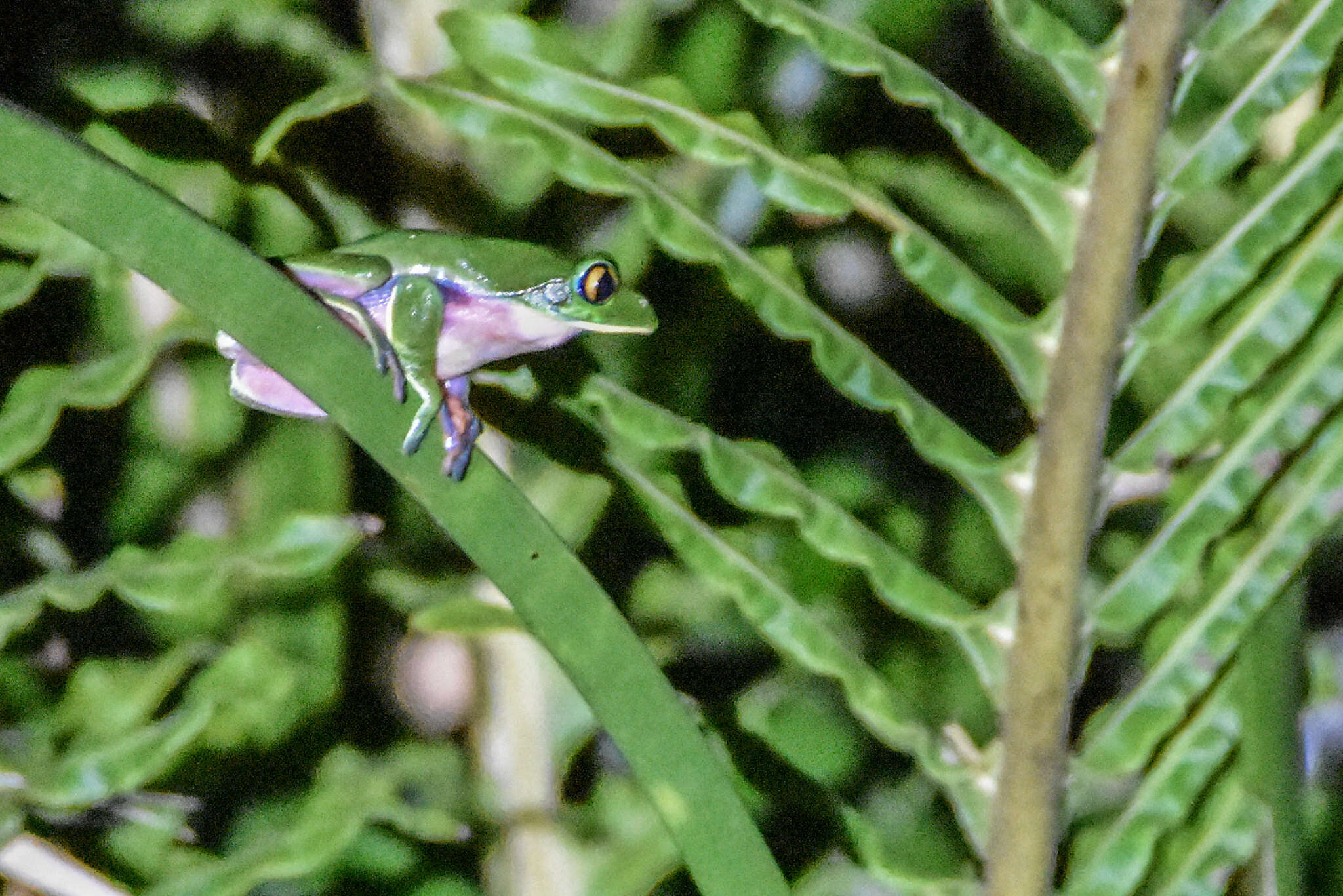 Image of blue-sided leaf frog