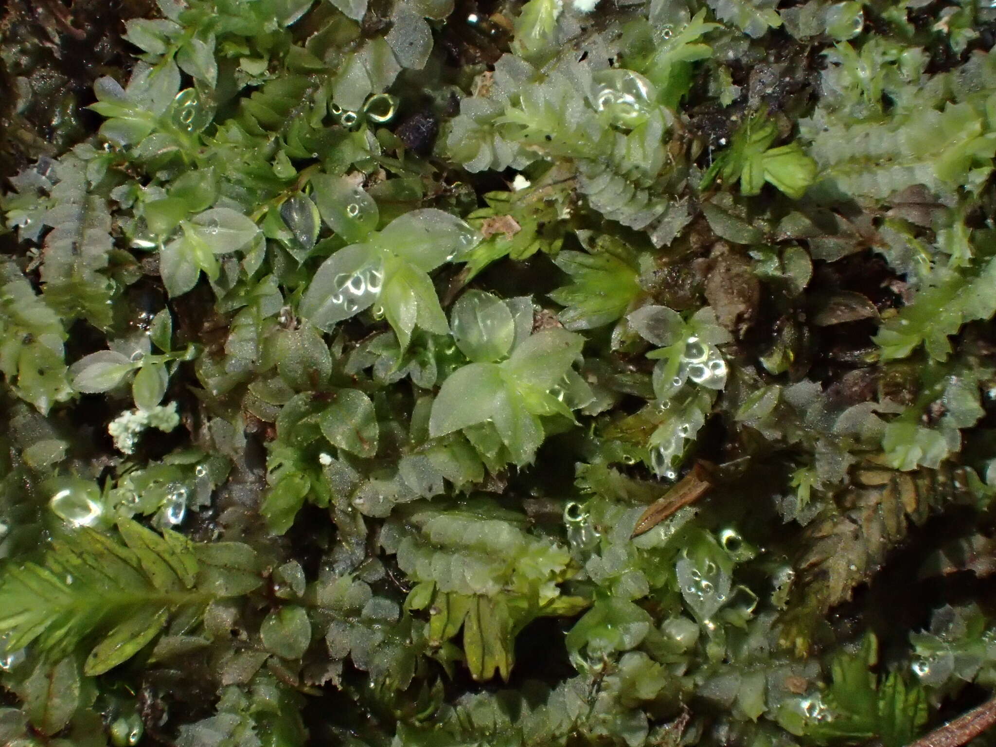 Image of stellar calcareous moss