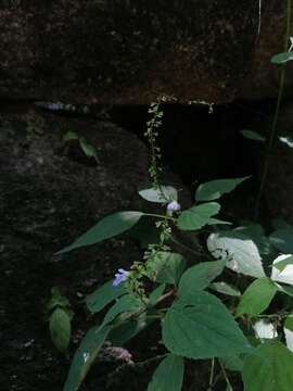 Image of Salvia languidula Epling