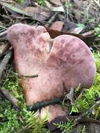 صورة Leucopaxillus lilacinus Bougher 1987