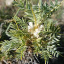 Слика од Astragalus granatensis Lam.