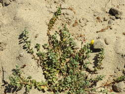 Oenothera drummondii subsp. thalassaphila (Brandegee) W. Dietrich & W. L. Wagner resmi