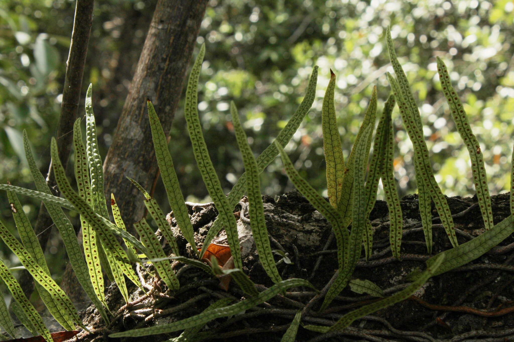 Microgramma lycopodioides (L.) Copel. resmi