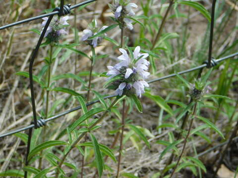 Imagem de Monarda pectinata Nutt.