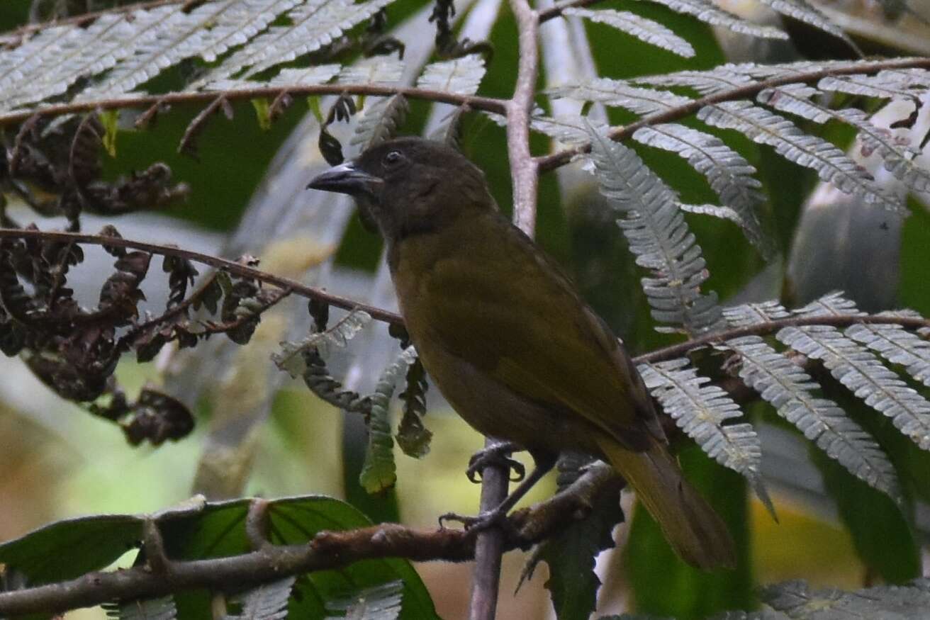 صورة Chlorothraupis stolzmanni (Berlepsch & Taczanowski 1884)