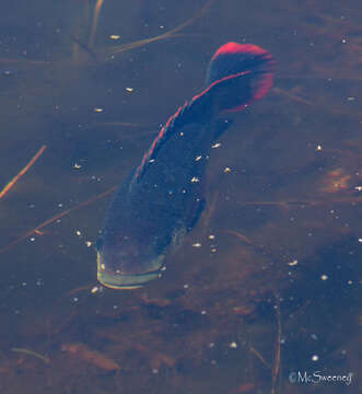 Image of Mozambique Tilapia