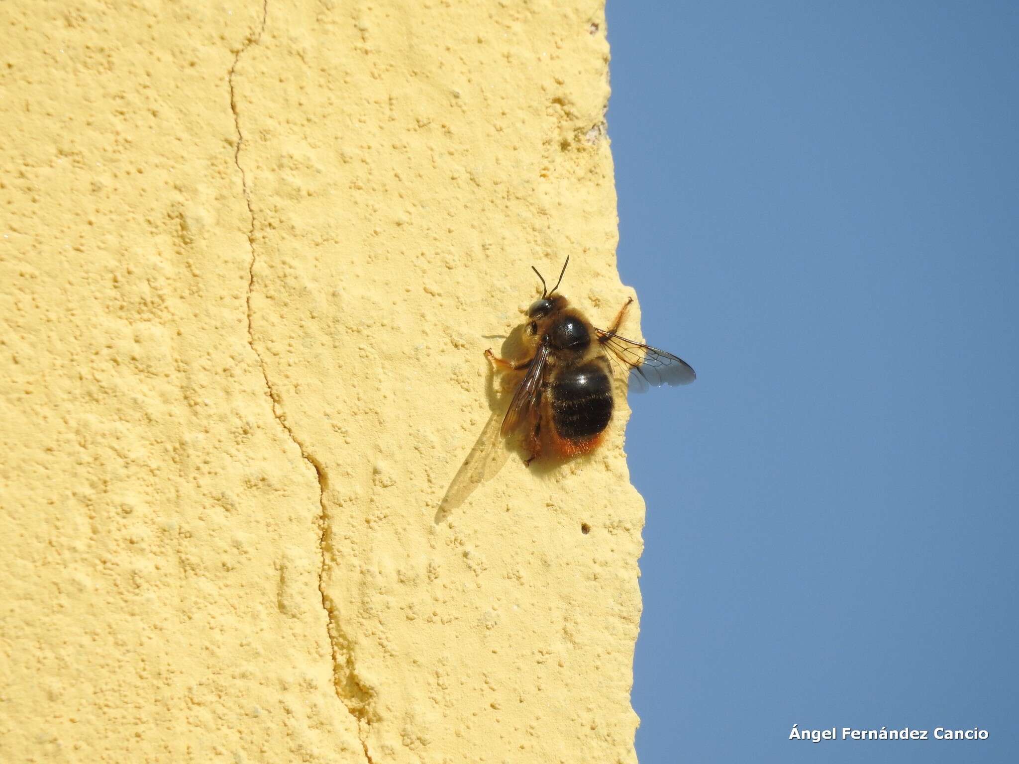 Xylocopa cantabrita Lepeletier 1841 resmi