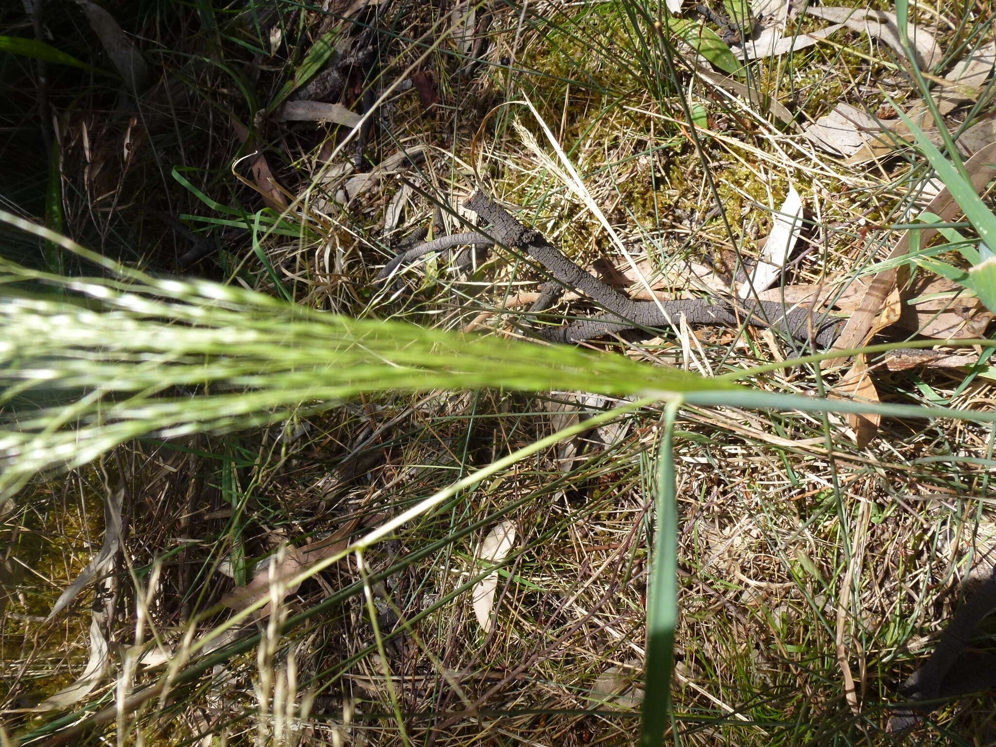 Image of Common Blown Grass