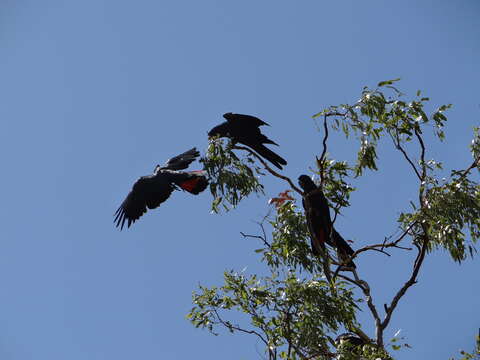 Image of Calyptorhynchus banksii banksii (Latham 1790)