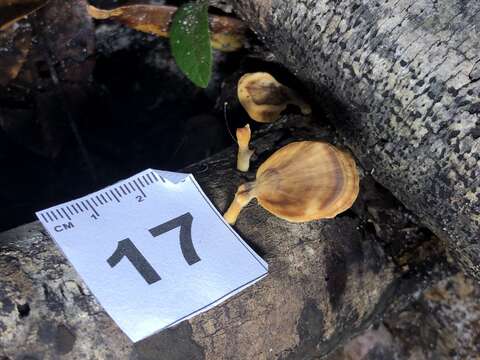 Image of Trametes modesta (Kunze ex Fr.) Ryvarden 1972