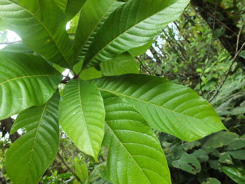 Image of Meliosma simplicifolia subsp. simplicifolia