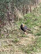 Image of Reeves's Pheasant