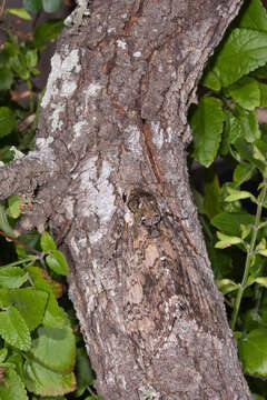 Image of Carolina sphinx