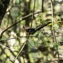 Image of Bornean Treepie