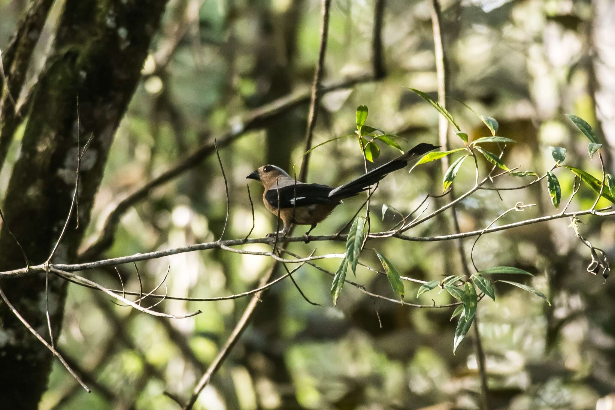 Image of Bornean Treepie