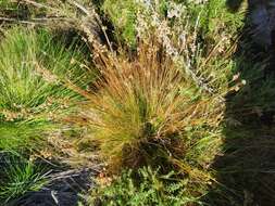 صورة Juncus capensis Thunb.