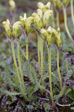 Imagem de Pedicularis capitata Adams.