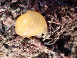 Image of yellow-plumed sea slug