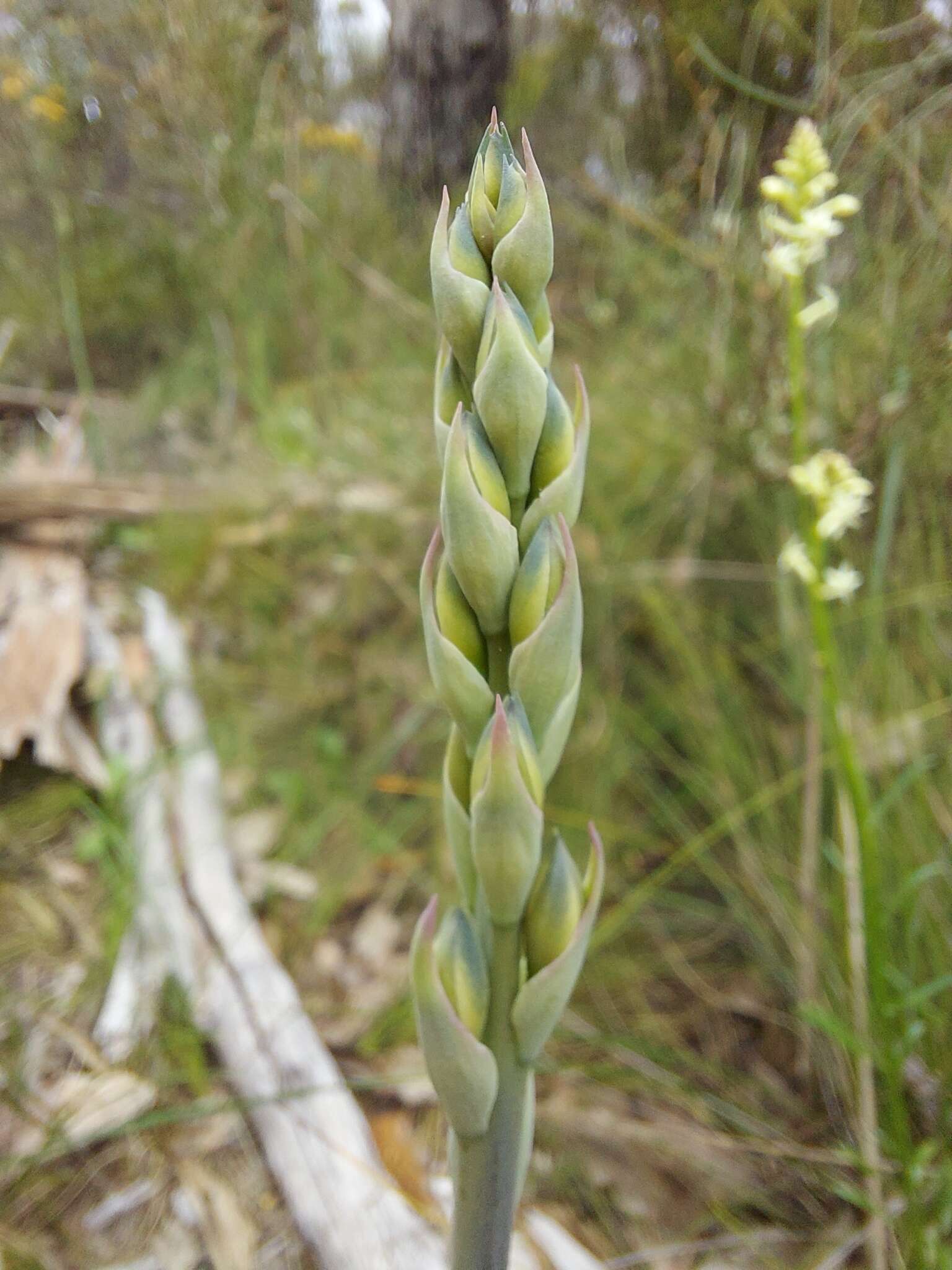 Image of Giant sun orchid