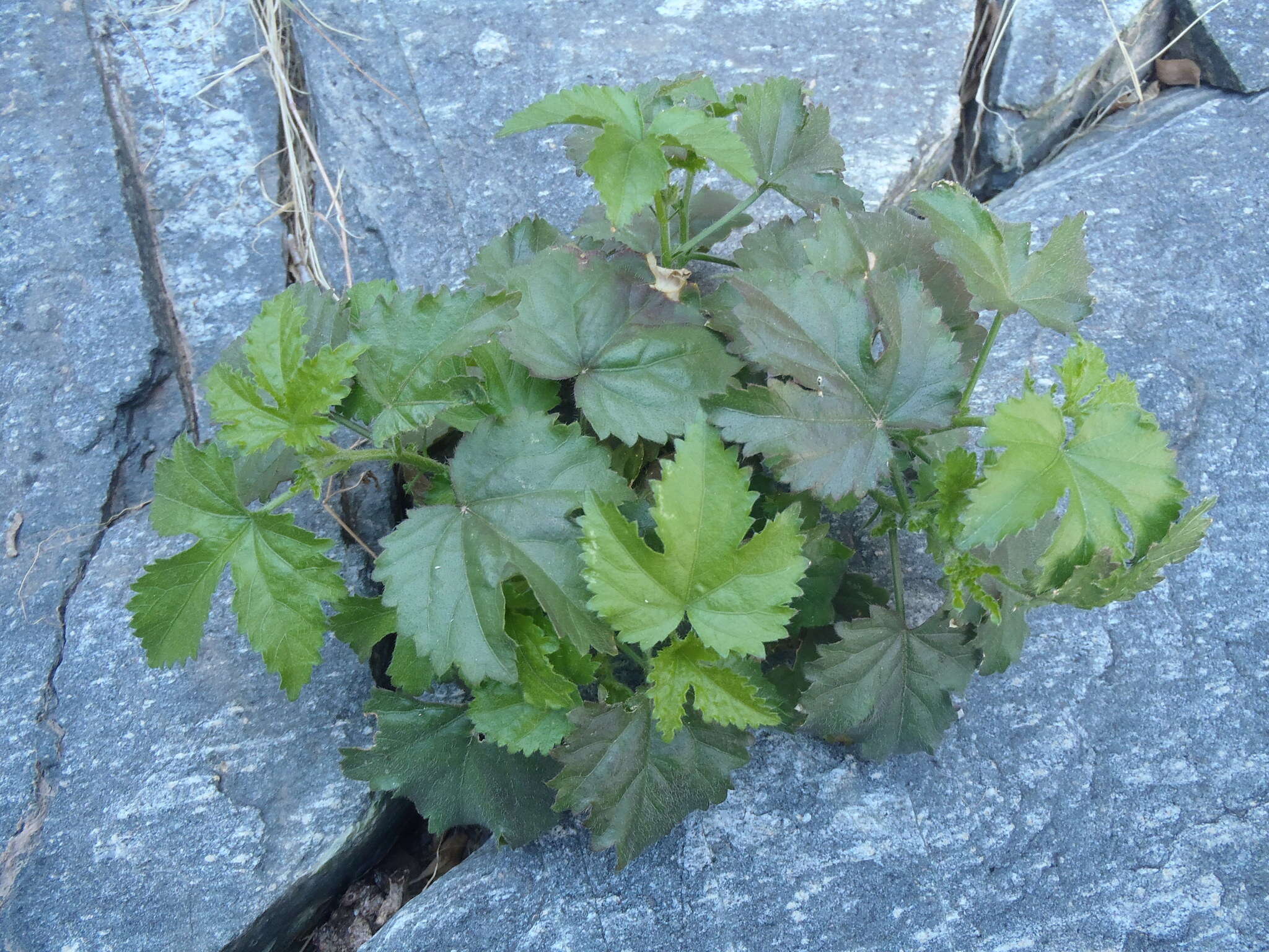 Image of Arizona rosemallow