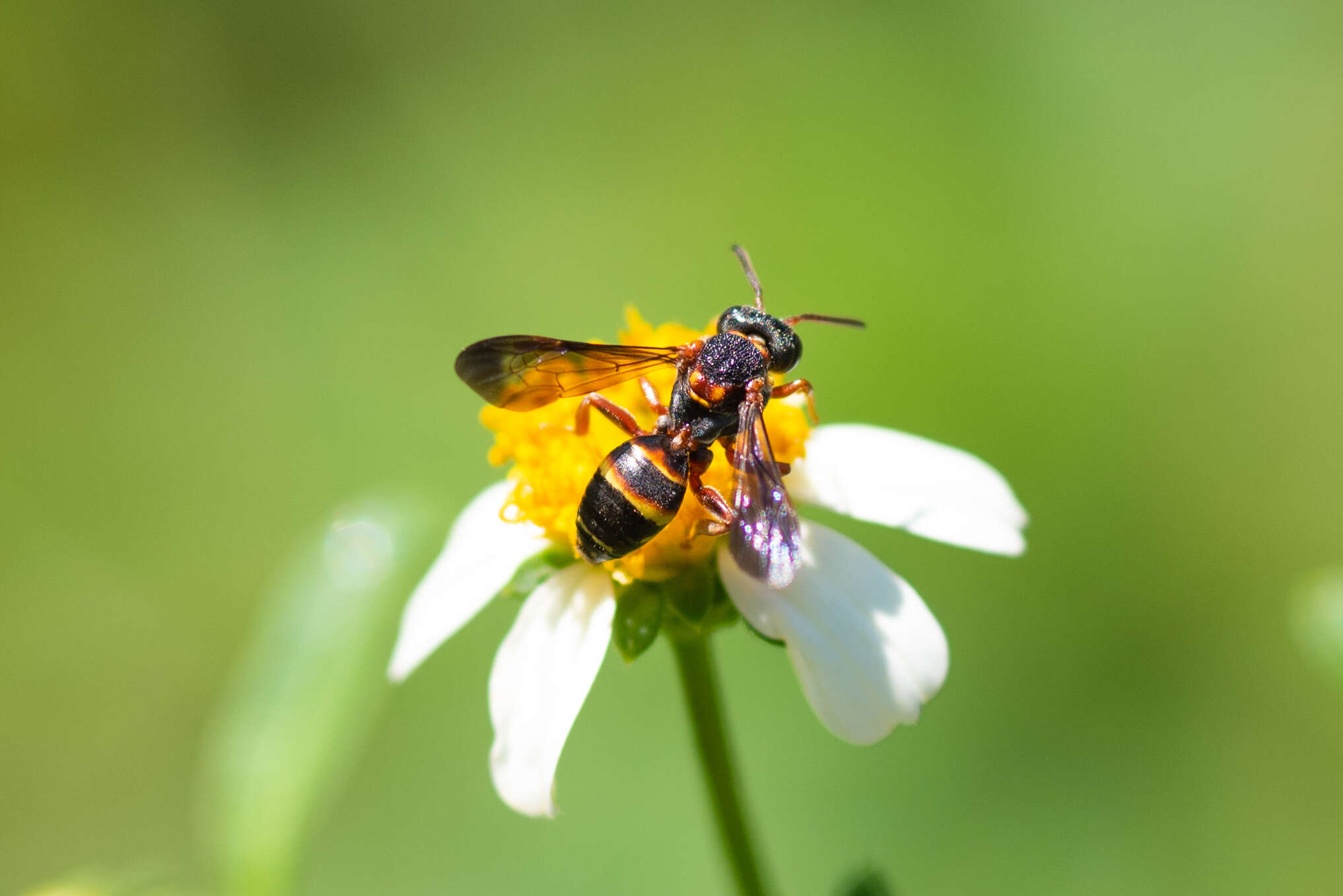 Image of Nomada fervida Smith 1854