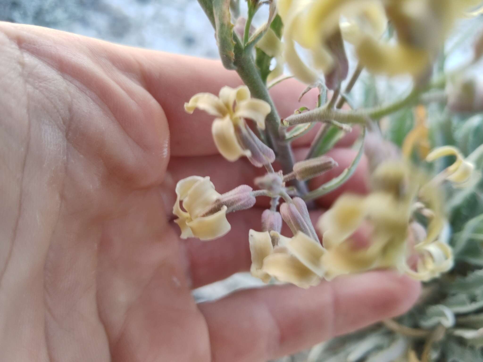 Image of Matthiola fragrans (Fisch.) Bunge