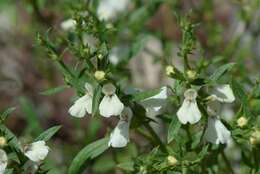 Image de Stachys glutinosa L.