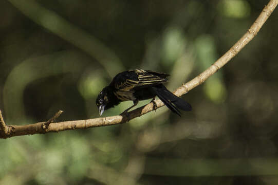 Слика од Euplectes albonotatus (Cassin 1848)