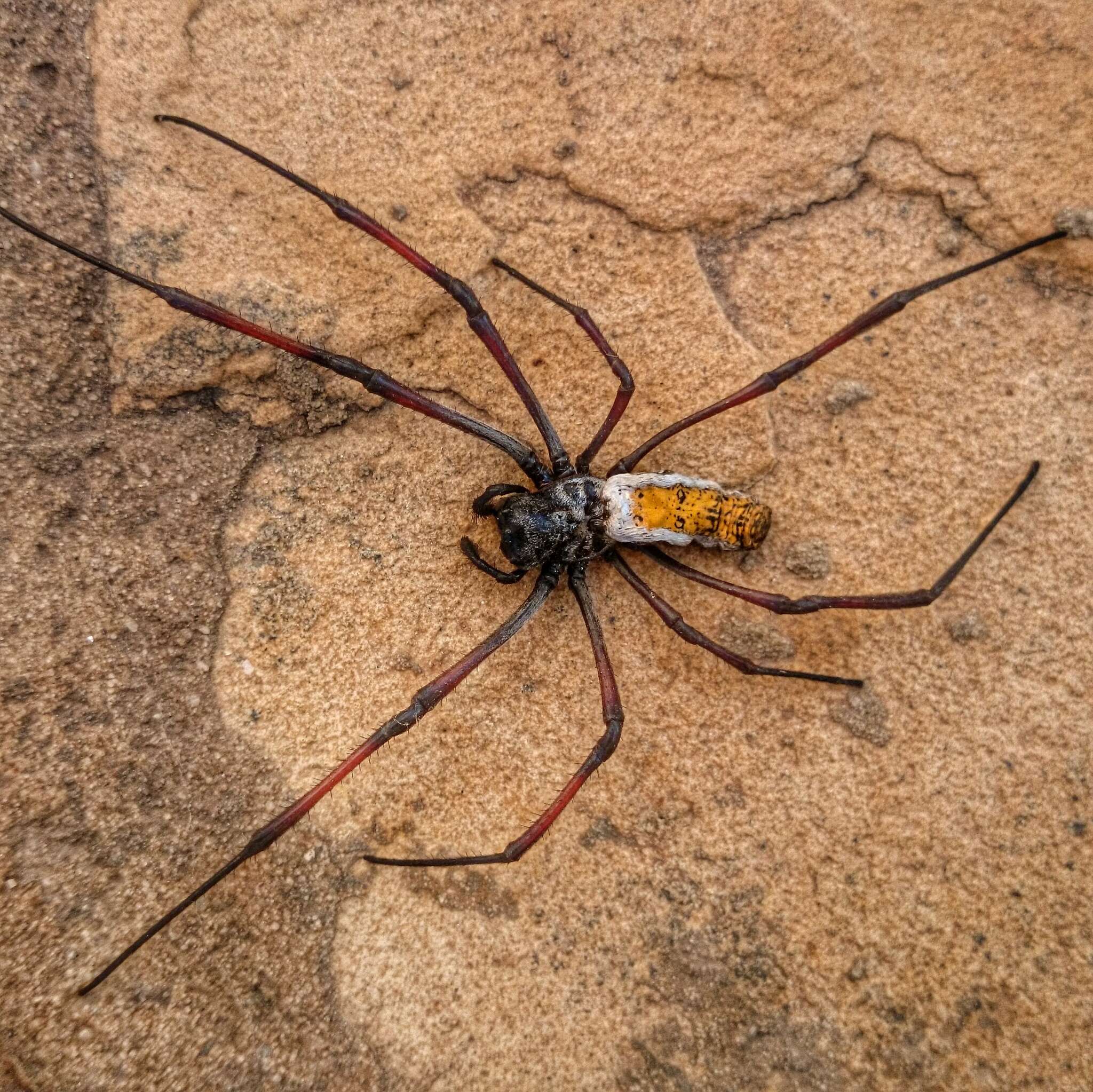 صورة Trichonephila inaurata madagascariensis (Vinson 1863)