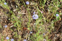 Image of bluehead gilia