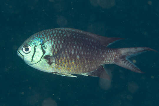 Image of Pale-tail chromis