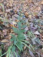 Image of <i>Solidago <i>ulmifolia</i></i> var. ulmifolia