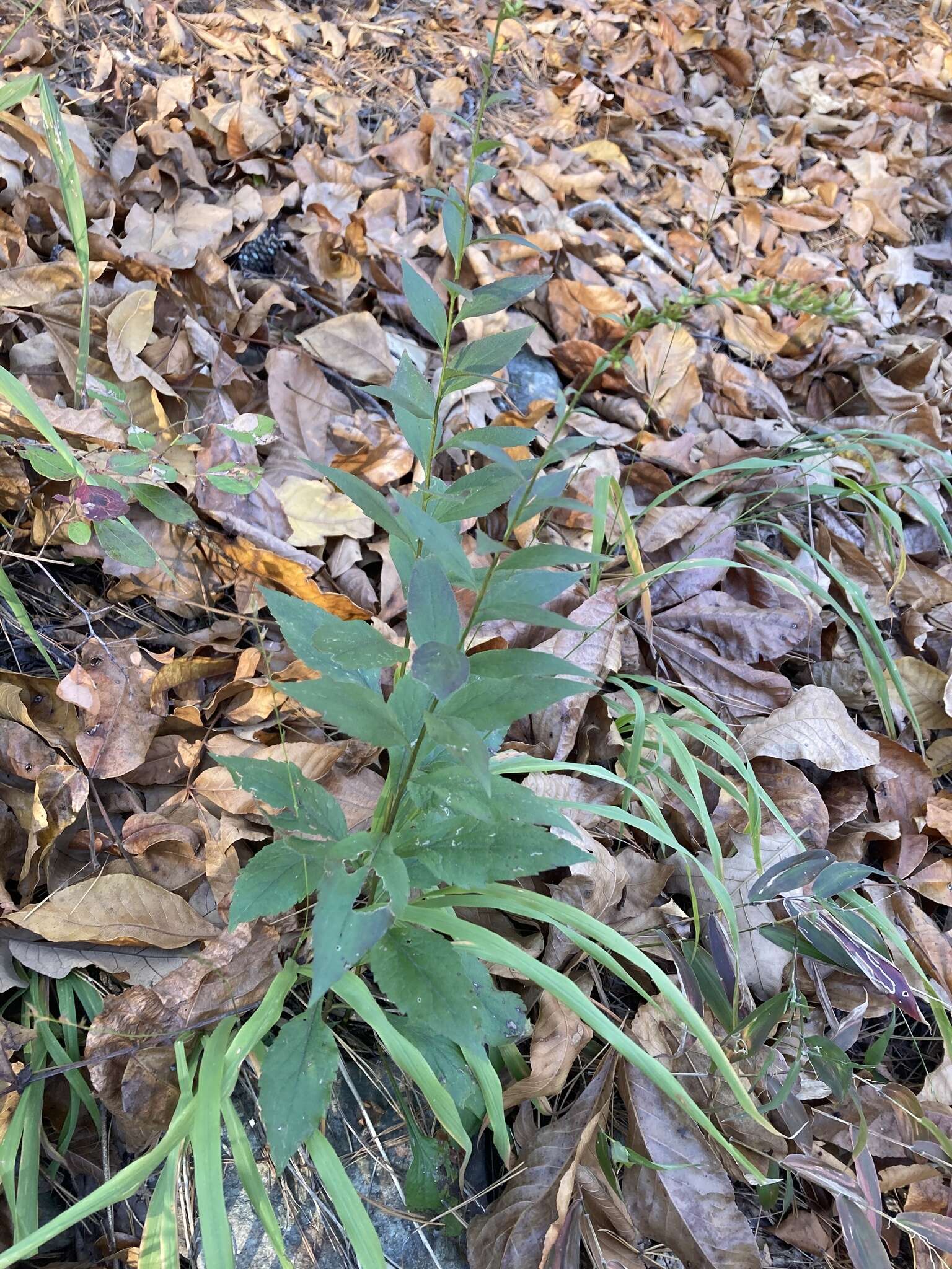 Image of <i>Solidago <i>ulmifolia</i></i> var. ulmifolia