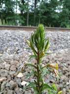 Oenothera rubricaulis Klebahn resmi