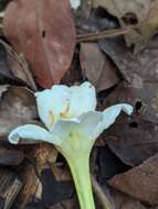 Image of Bignonia nocturna (Barb. Rodr.) L. G. Lohmann