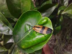 Image de Eunyctibora nigrocincta (Shelford 1907)