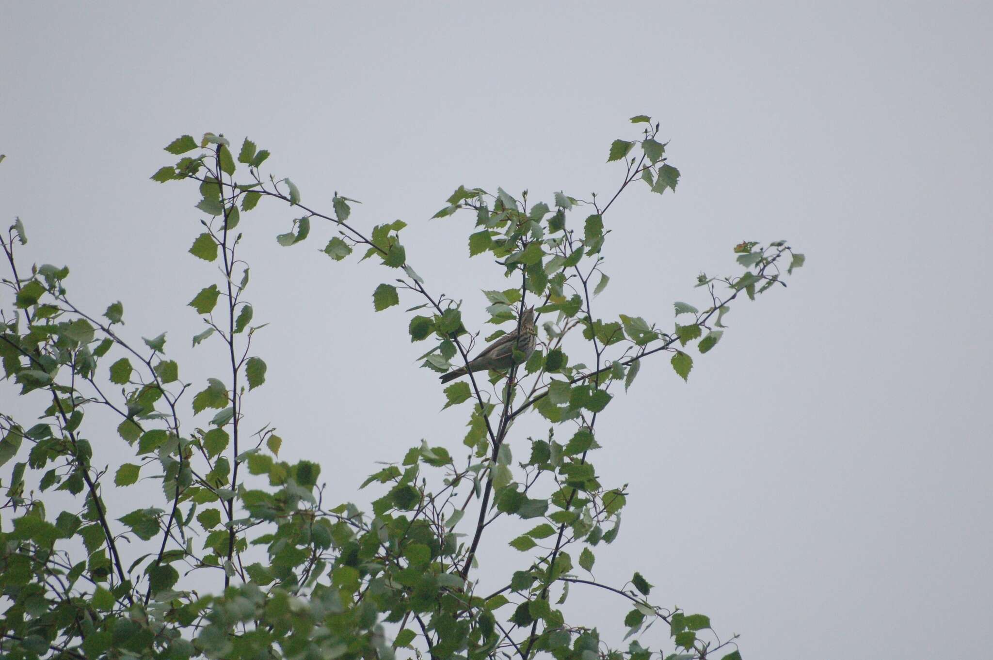 Image of Tree Pipit