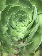 Image of Aeonium canariense subsp. christii (Burchard) Bañares