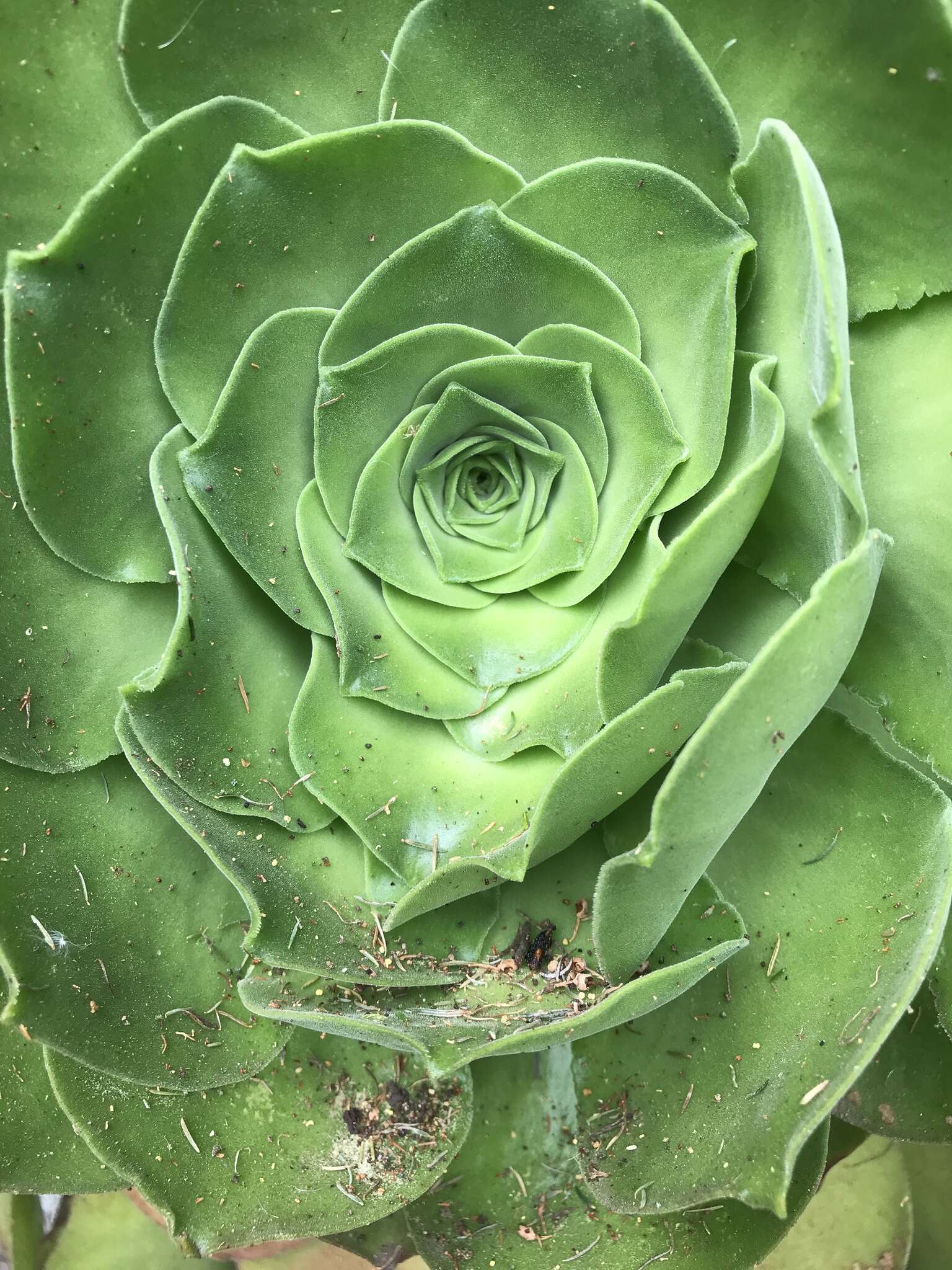 Image of Aeonium canariense subsp. christii (Burchard) Bañares