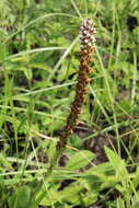 Image of Disa versicolor Rchb. fil.