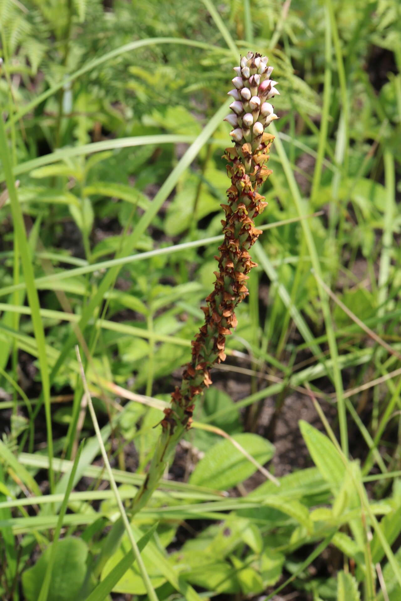 Image of Disa versicolor Rchb. fil.