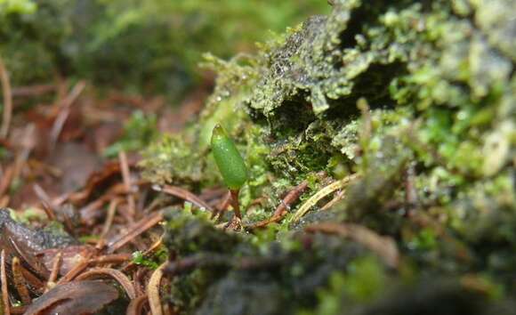 Image of Green shield moss