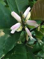 Caamembeca grandifolia (A. A. St.-Hil. & Moq.) J. F. B. Pastore的圖片