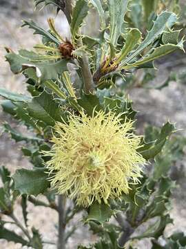 Image of Banksia obovata A. R. Mast & K. R. Thiele