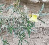 Image of Antirrhinum braun-blanquetii Rothm.