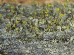 Image of needle lichen