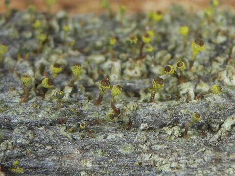 Image of needle lichen