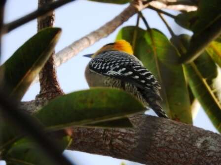 Image of Golden-cheeked Woodpecker