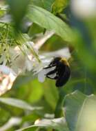 Image of Xylocopa minor Maidl 1912