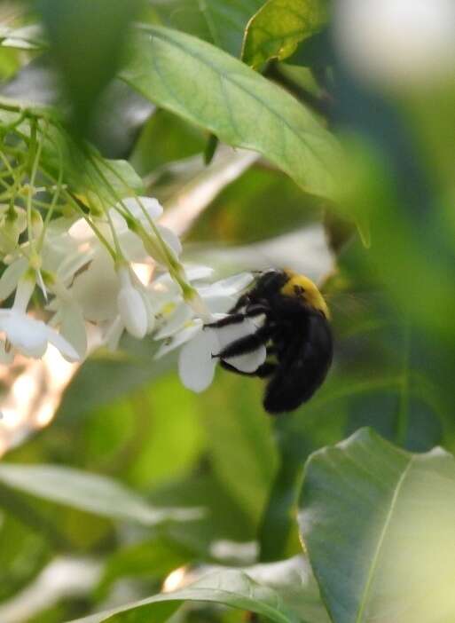 Plancia ëd Xylocopa minor Maidl 1912